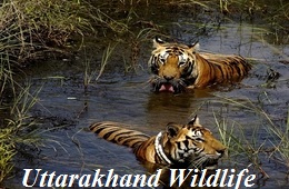 Uttarakhand Wildlife tours